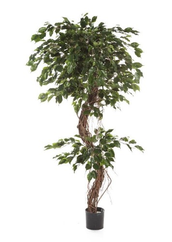 Фикус Бенджамина Коркскрю, высота 180 см