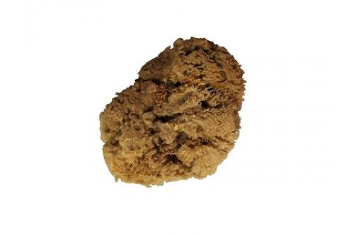 STMDECOR натуральная морская губка, 160х160мм