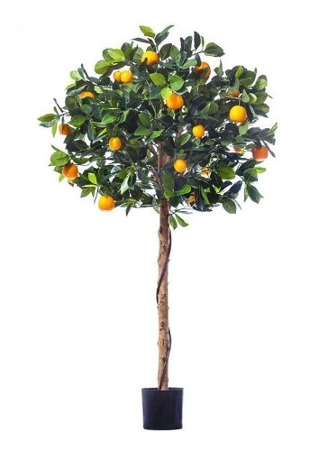 Мандарин Голден Оранж штамбовый, высота 120 см