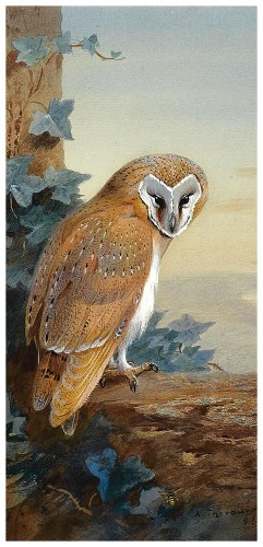 Картина A Barn Owl, 33х70 см, рама жемчуг с серебром