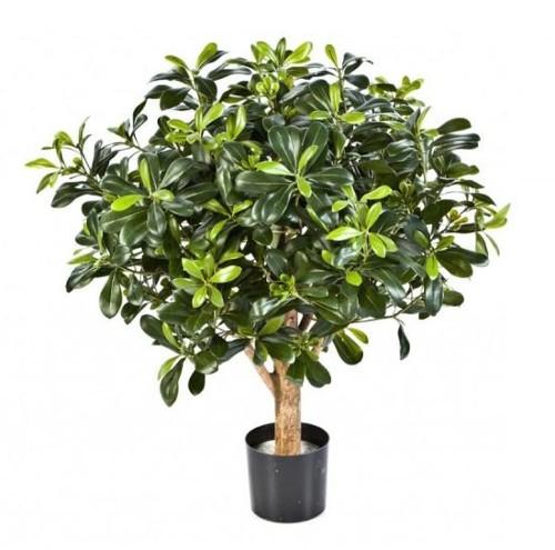 Питтоспорум шар, высота 75 см