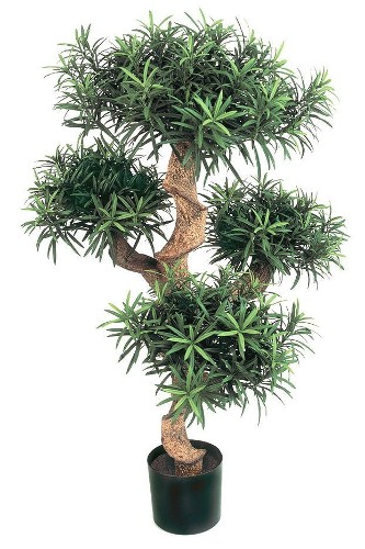 Подокарпус горный Элит, высота 110 см