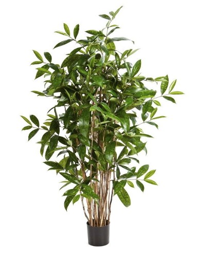 Драцена Саркула Спотти, высота 120 см