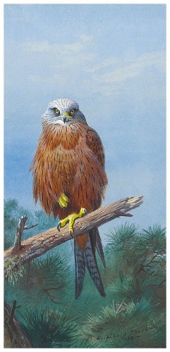 Картина Red Kite, 33х70 см, рама жемчуг с серебром