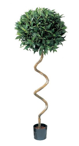 Лавр шар спираль ,высота 150 см
