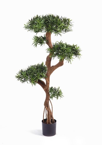 Подокарпус, высота 135 см