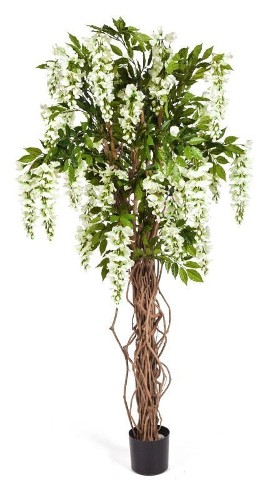 Вистерия лиана белая , высота 180 см