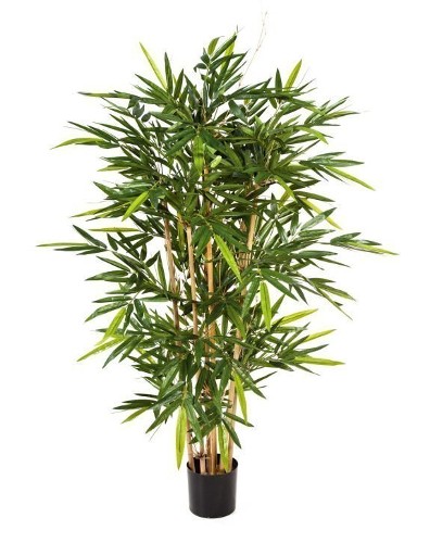 Бамбук Новый, высота 210 см