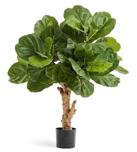 Фикус Лирата Форест, высота 115 см