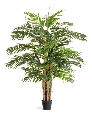 Пальма Арека Катеху де Люкс, высота 190 см