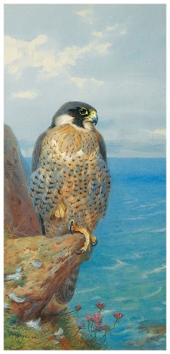 Картина Peregrine, 33х70 см, рама жемчуг с серебром
